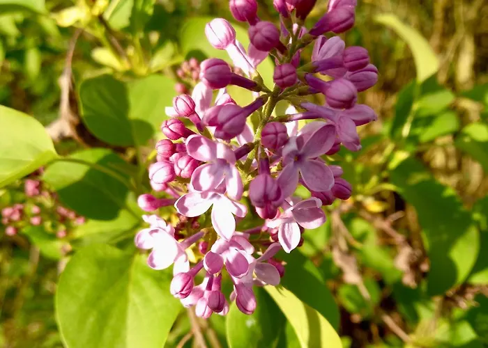 Сasa de vacaciones Grand Climatise Ma Maison De Proche De La Rochelle 10 Personnes